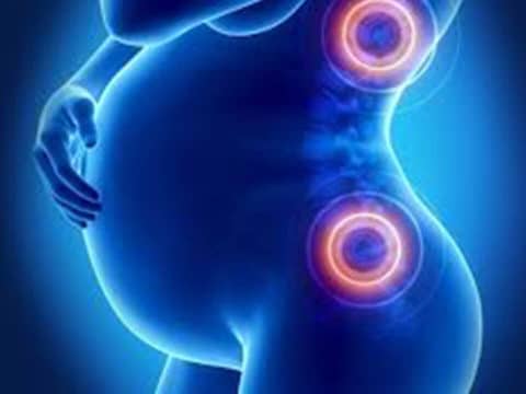 Gravid